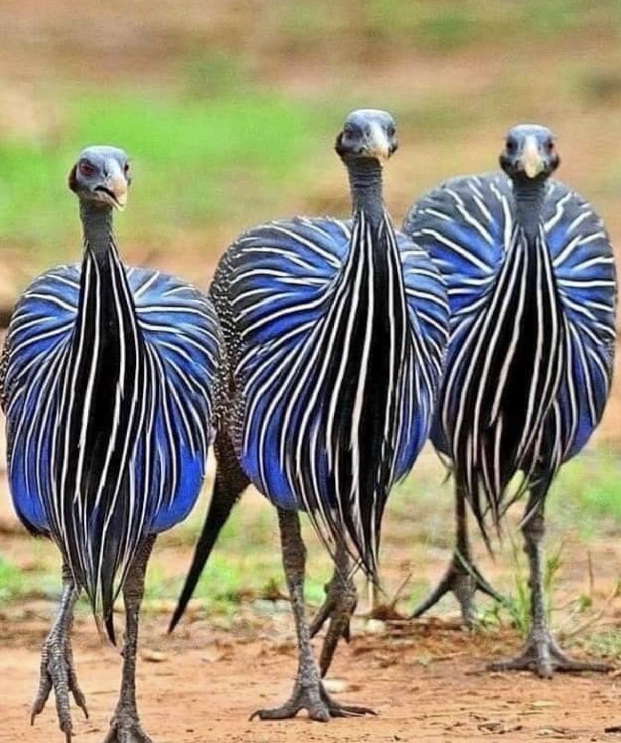 vulturine guinea fowl